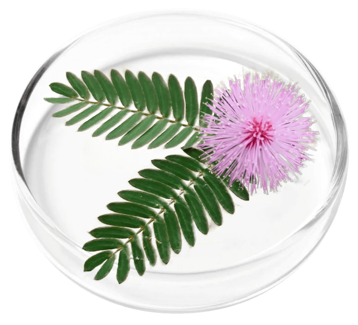 Femicore ingredient Mimosa Pudica