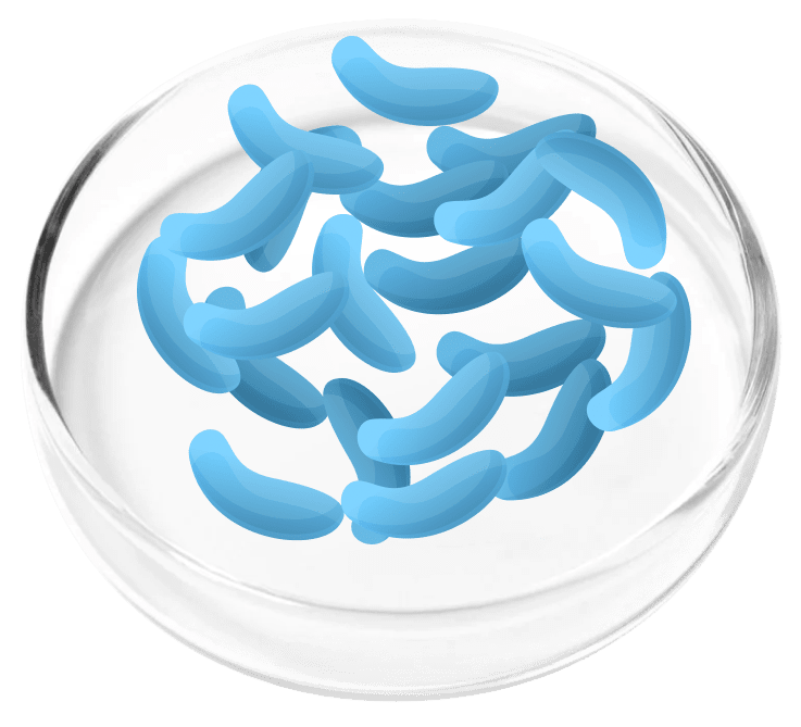 Femicore ingredient Lactobacillus Gaseri/Gasseri
